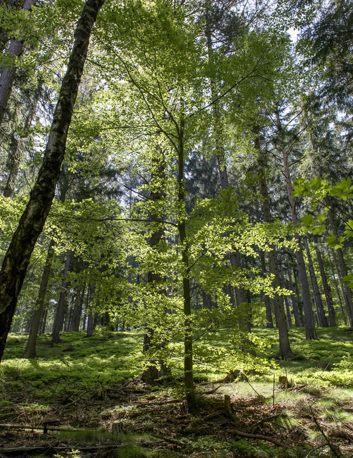 Gelebte Nachhaltigkeit © proPellets Austria